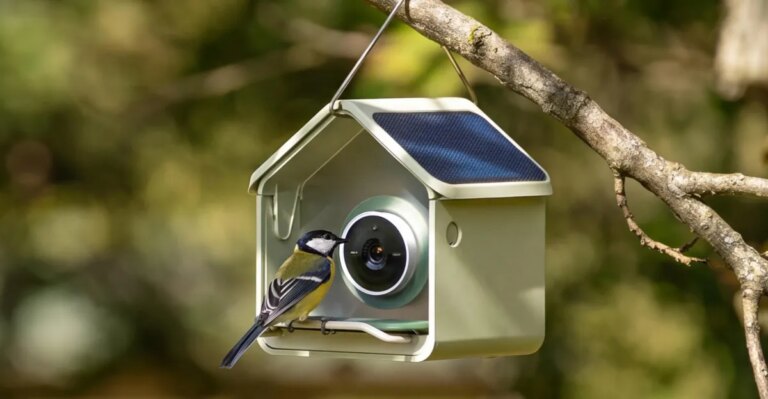 Nook de Birdbuddy : mangeoire à oiseaux compacte et connectée pour petits espaces et budgets